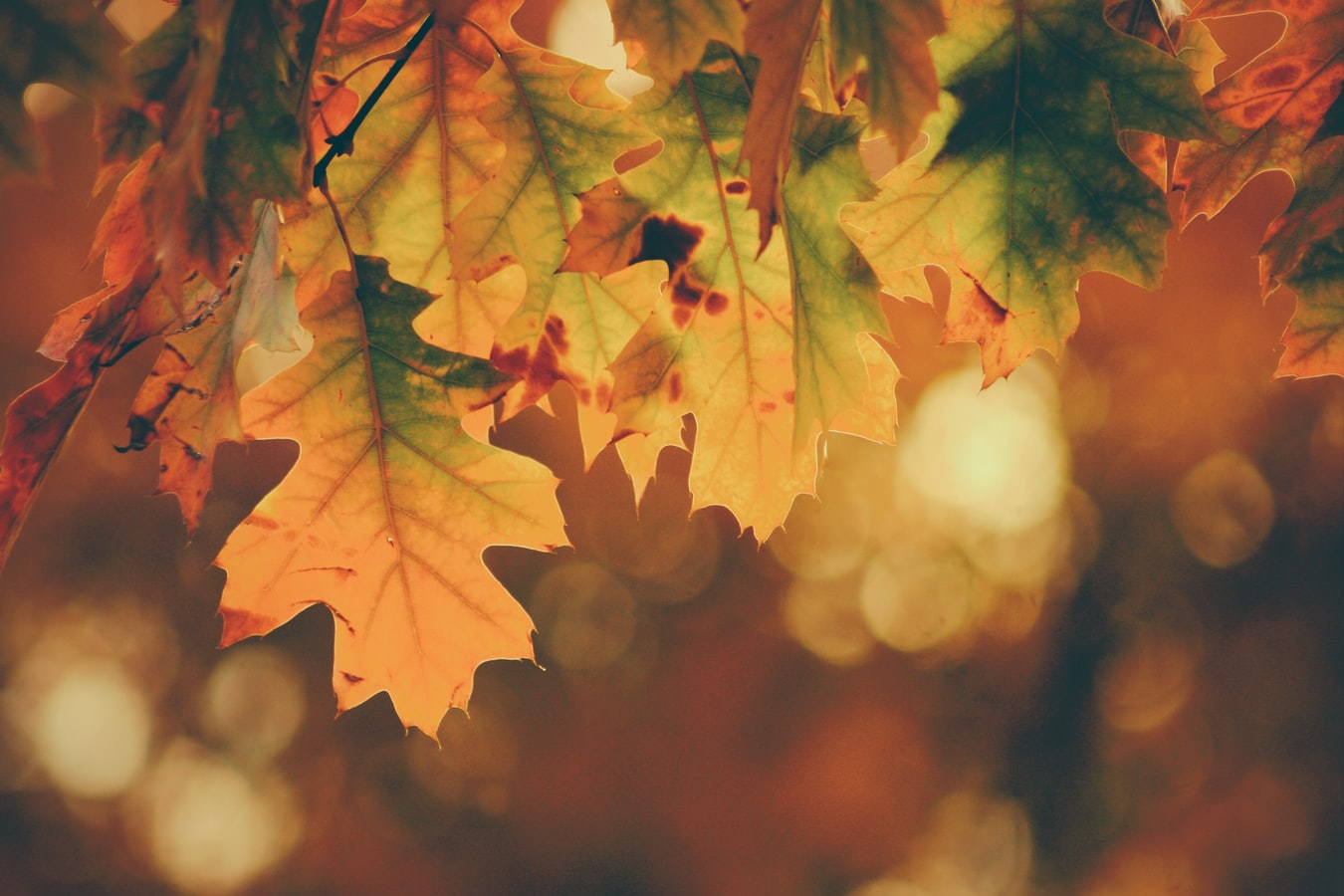 ▶️ Autumn, Cozy Charm…